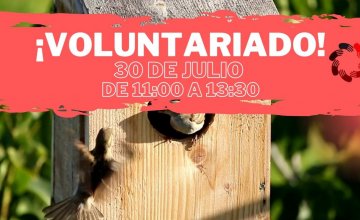 Construccin cajas nido para pjaros