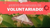 Voluntariado para el seguimiento biolgico de la polilla del boj 